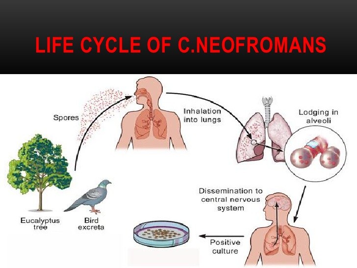 Cycle de vie de Cryptococcus neoformans
