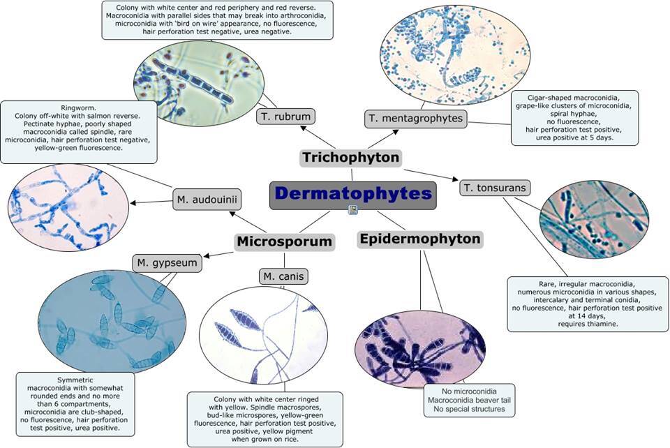 Dermatophytes microsporum