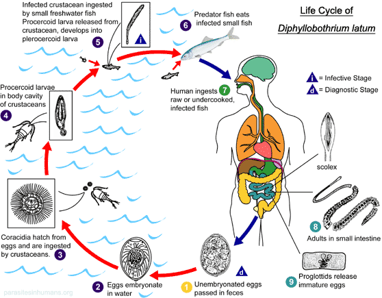 Infection à Diphyllobothrium latum