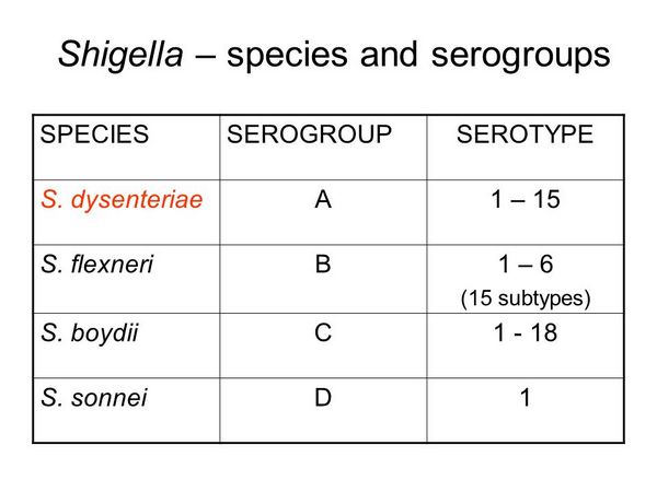 Espèces de Shigella
