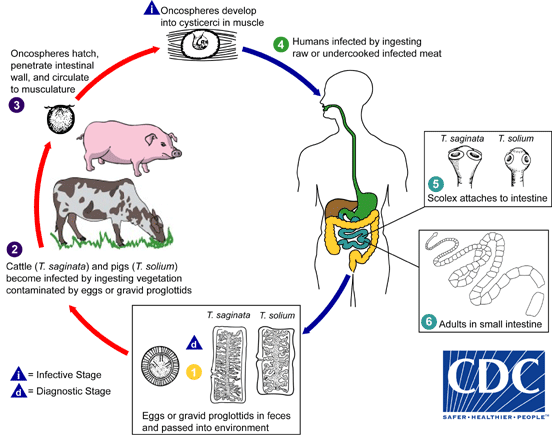 Cycle de vie de l'infection à Taenia