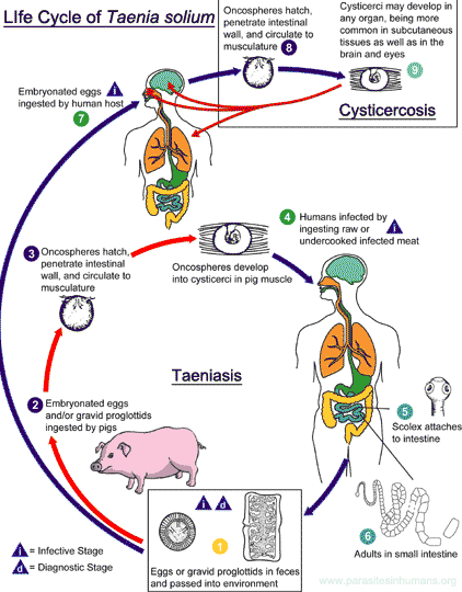 Cycle de vie de Taenia solium