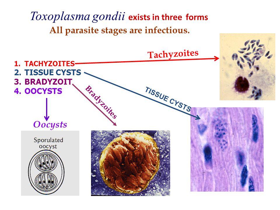 Toxoplasma gondii existe sous trois formes