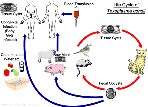 Cycle de vie de Toxoplasma gondii