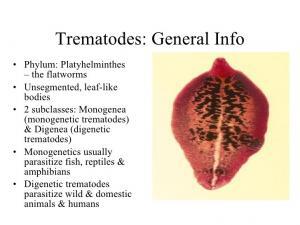 Trématodes — Informations générales