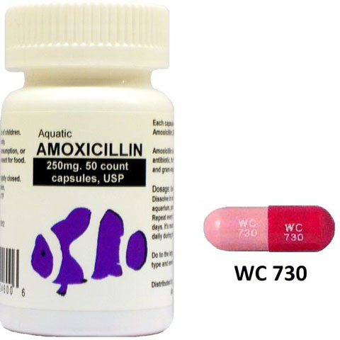 Amoxicilline 250 mg