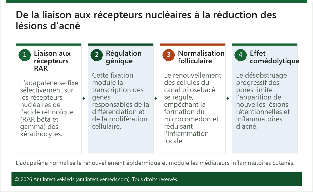De la liaison aux récepteurs nucléaires à la réduction des lésions d'acné