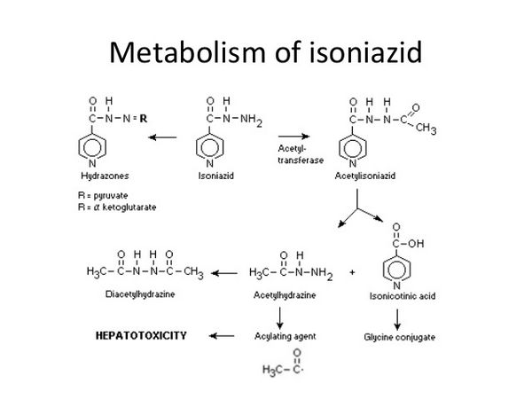 Isoniazide - Antituberculeux